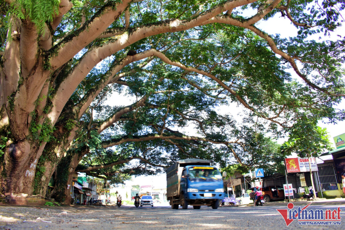 Hai Cây Điệp Hòa Ninh